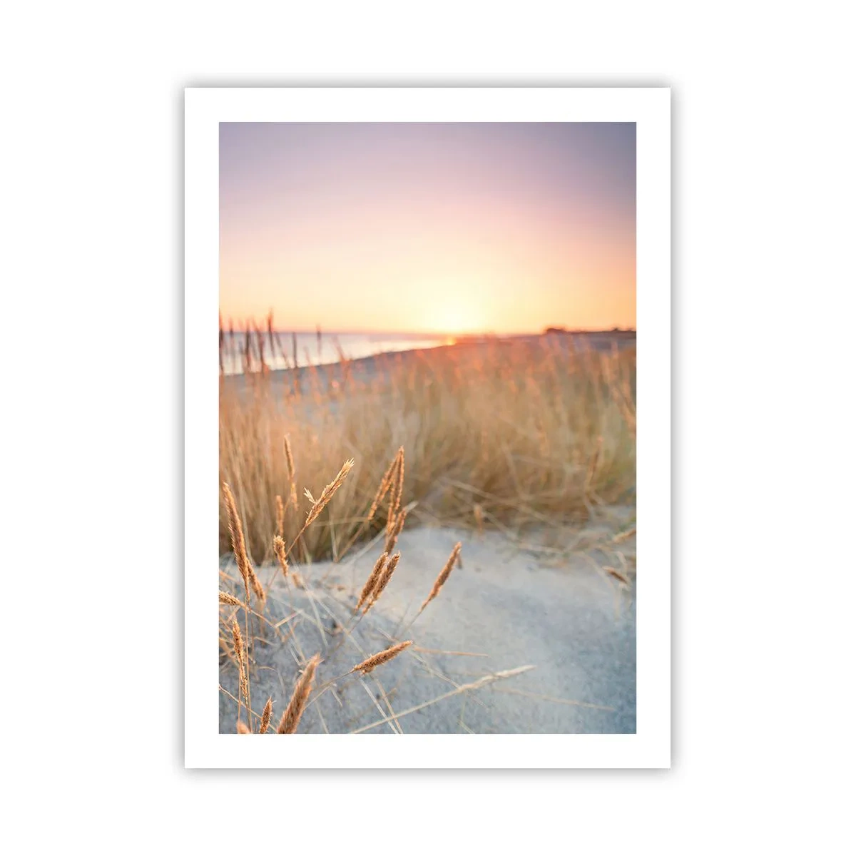 Affiche - Poster - Les herbes sur les dunes illuminées par le soleil couchant - 50x70cm - Berceuse baltique - Décoration murale moderne pour le salon et la chambre ARTTOR