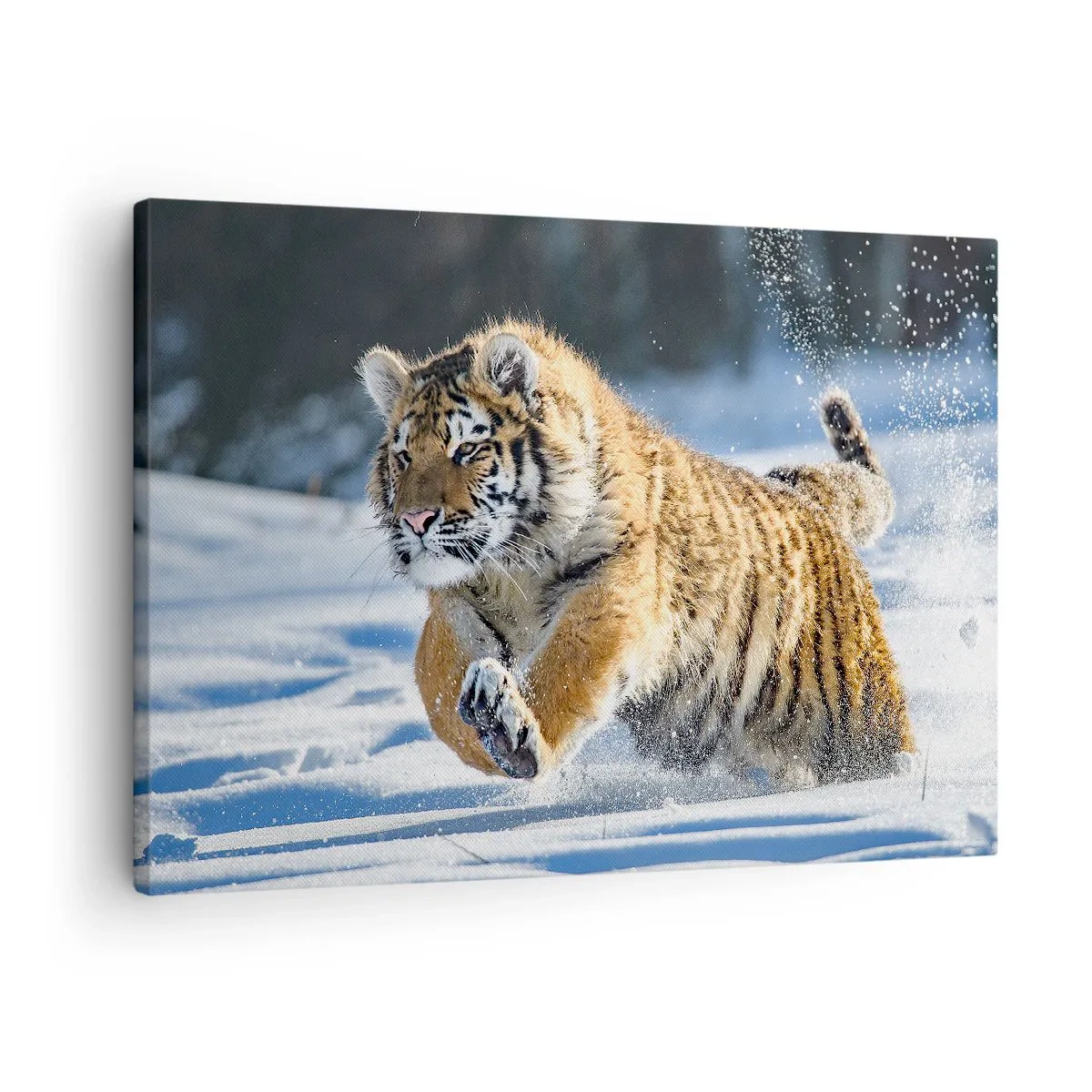 Impression sur toile - Image sur toile - Un tigre de Sibérie courant dans un paysage enneigé - 70x50cm - Dieu de la taïga sibérienne - Décoration murale moderne pour le salon et la chambre ARTTOR