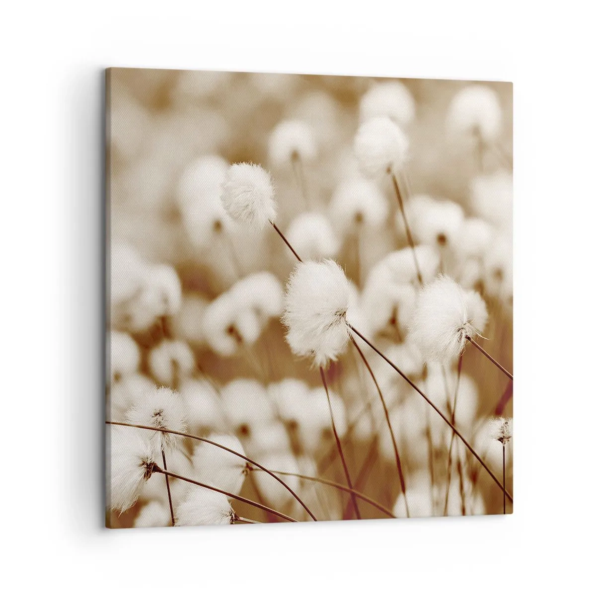 Impression sur toile - Image sur toile - Tige moelleuse - 50x50 cm