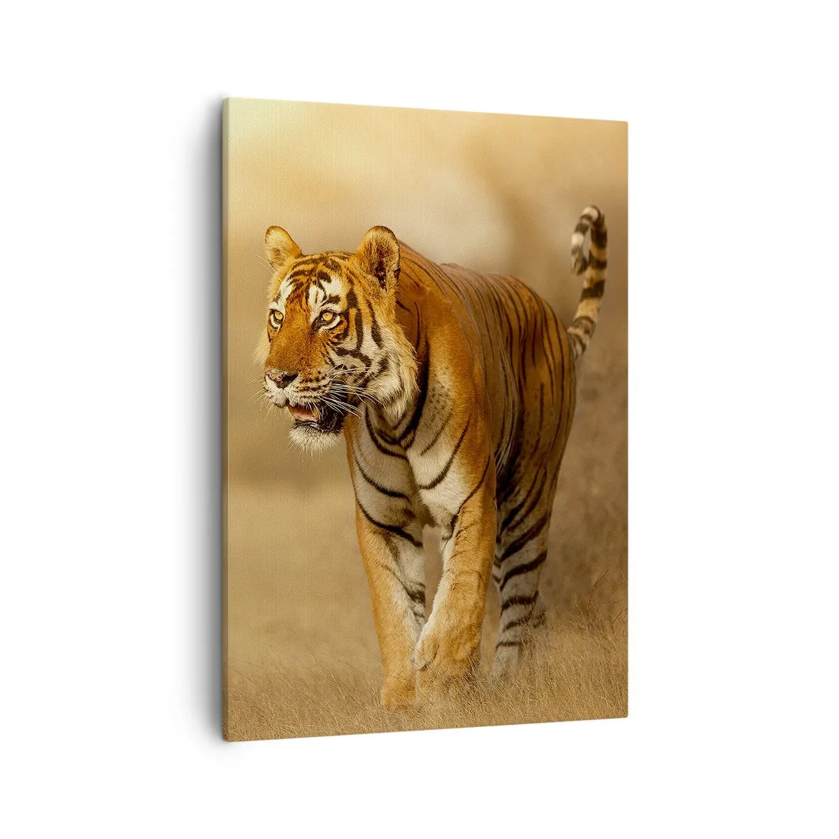 Impression sur toile - Image sur toile - Un tigre marchant dans la savane aux couleurs chaudes - 50x70cm - Avant l'attaque - Décoration murale moderne pour le salon et la chambre ARTTOR