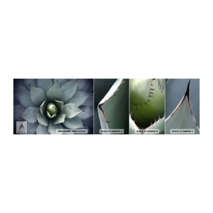 Échantillon De Papier Peint Standard Eco - Wabi et observe - Fleur d'agave, Agave, Exotisme - 100x30 cm