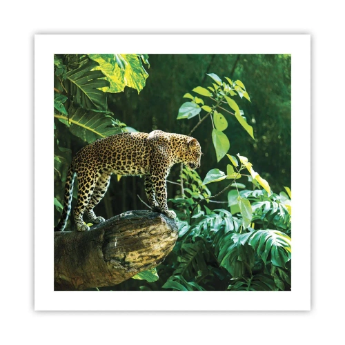Affiche - Poster - À la chasse? - 50x50 cm
