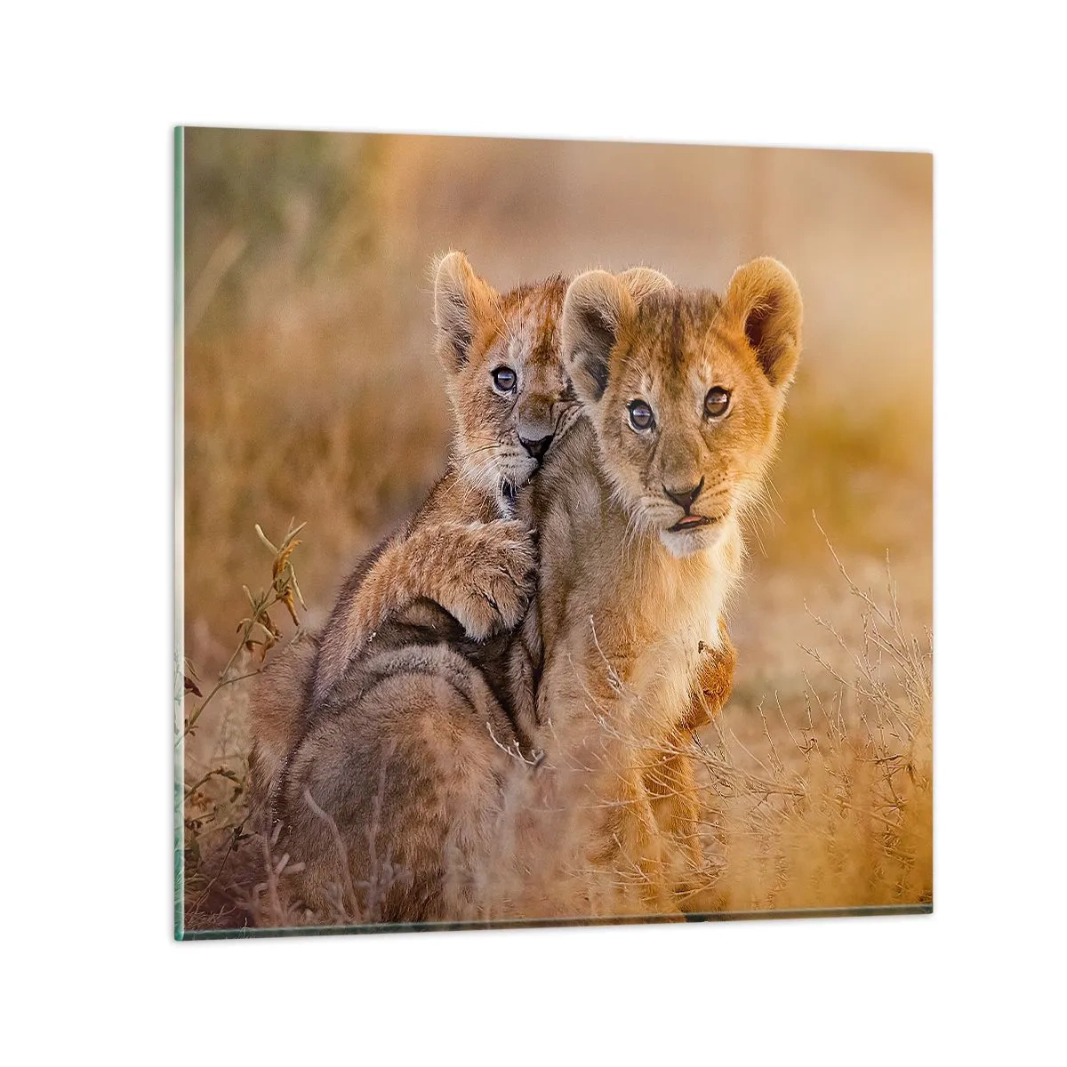 Impression sur verre - Image sur verre - Ne pas déranger! On s'amuse - 70x70 cm