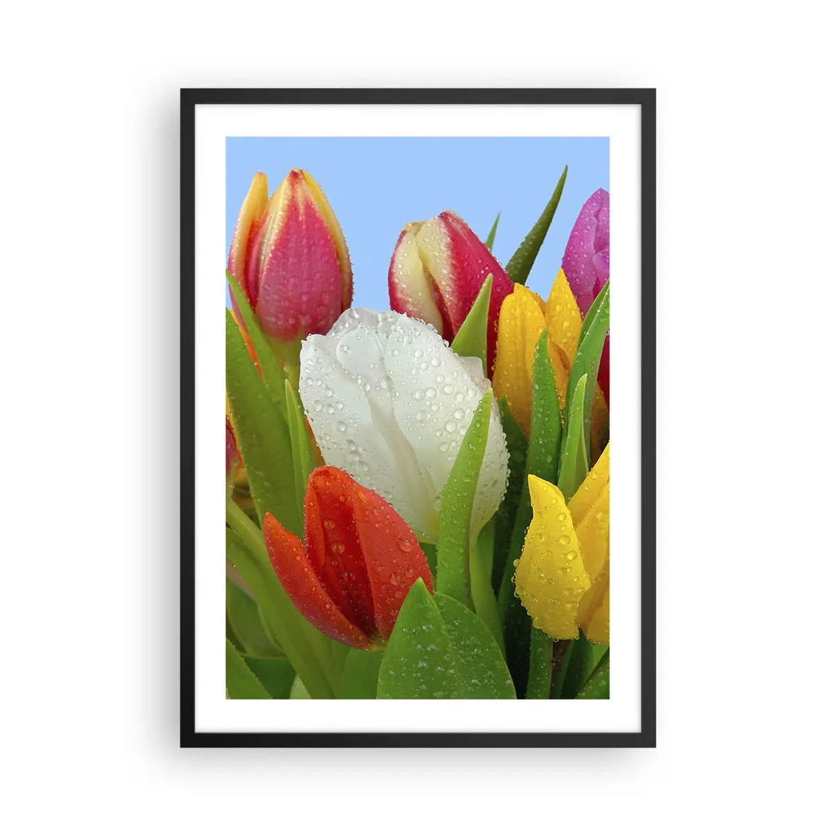 Affiche dans un cadre noir - Poster - Tulipes colorées avec des gouttes de rosée sur leurs pétales - 50x70cm - Un arc-en-ciel fleuri en gouttes de rosée - Décoration murale moderne pour le salon et la chambre ARTTOR