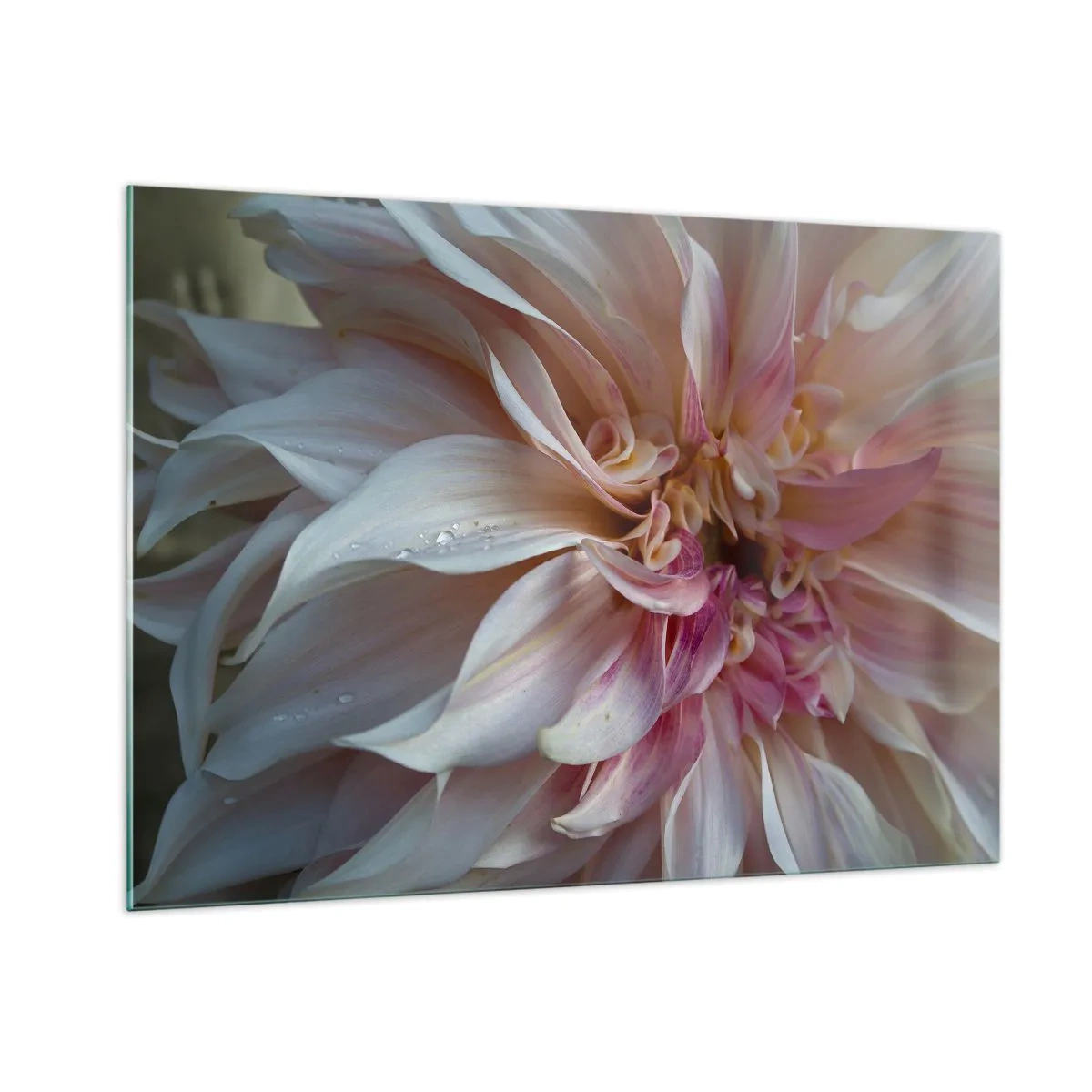 Impression sur verre - Image sur verre - Gros plan d'une fleur rose et crème avec des gouttes d'eau - 100x70cm - Fraîcheur fleurissante - Décoration murale moderne pour le salon et la chambre ARTTOR
