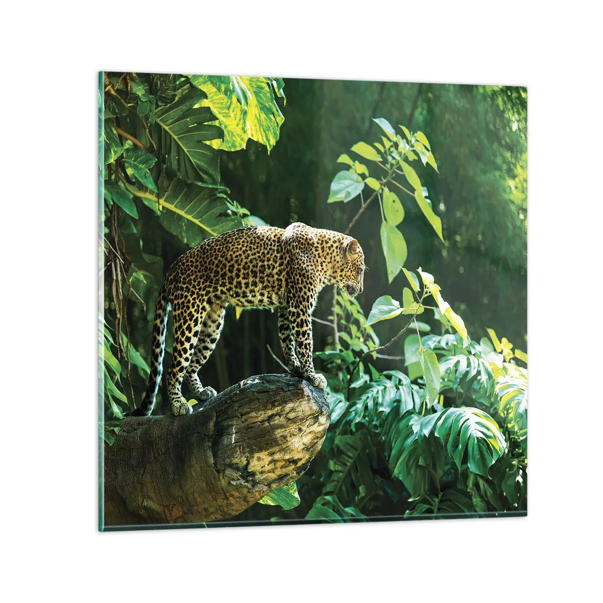 Impression sur verre - Image sur verre - À la chasse? - 30x30 cm