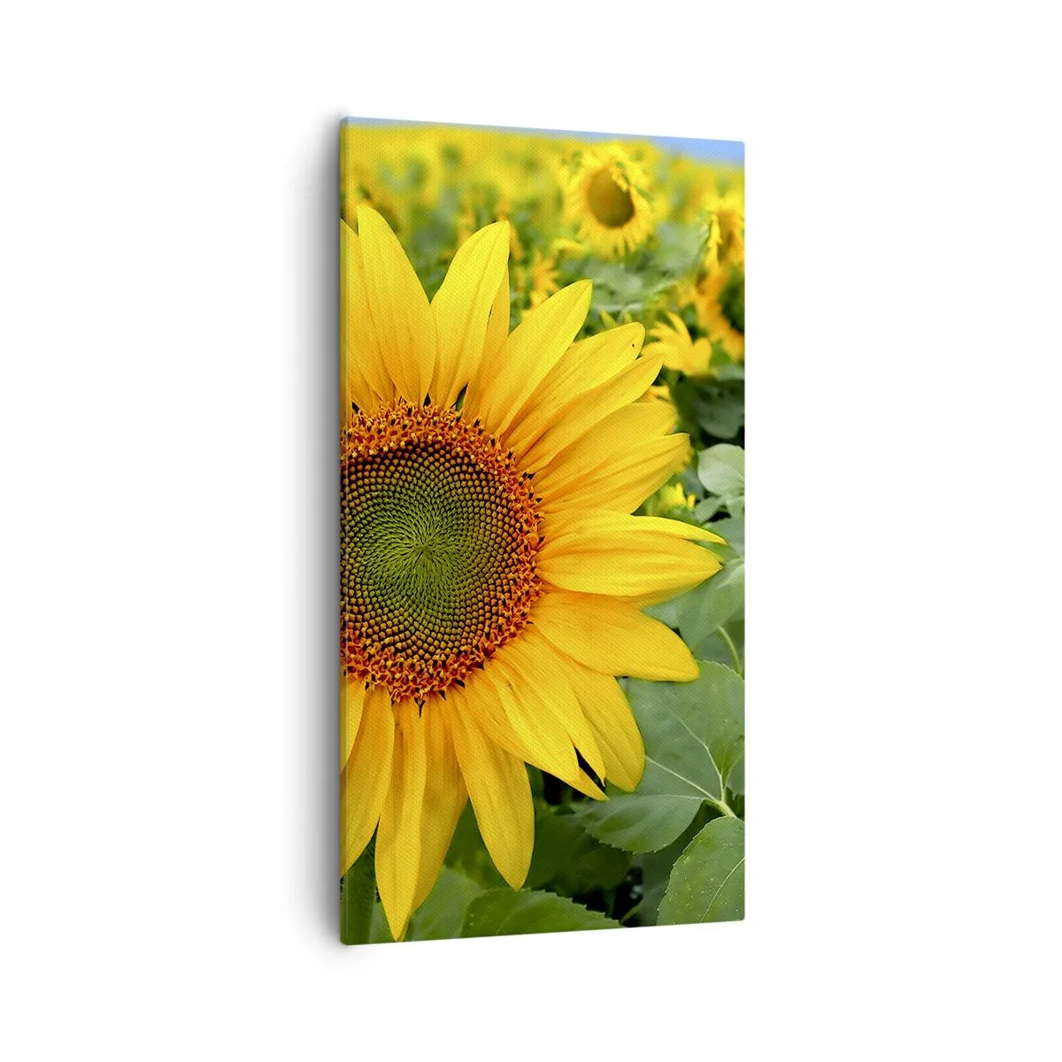 Impression sur toile - Image sur toile - Des centaines de soleils se sont embrasés - 55x100 cm