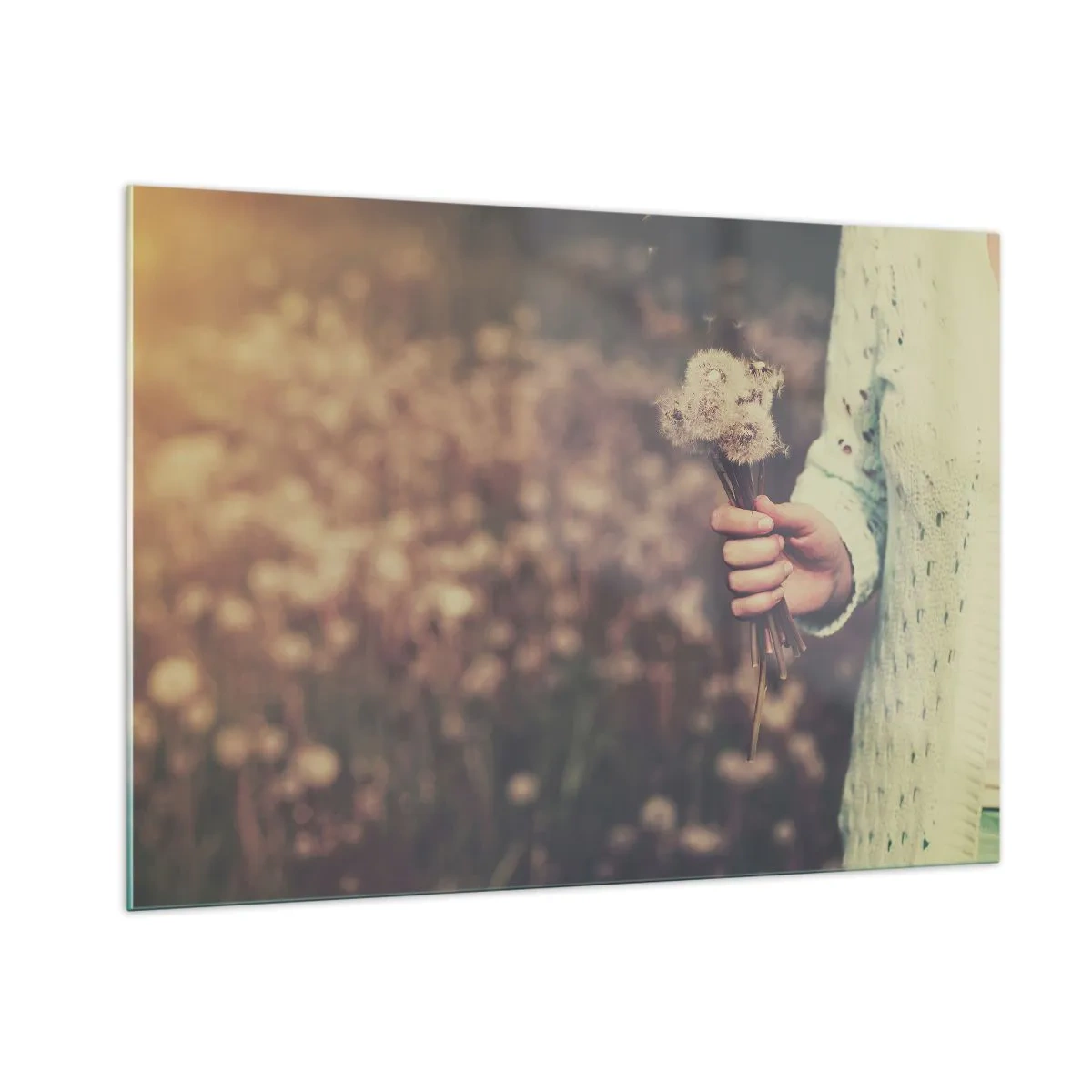 Impression sur verre - Image sur verre - Une main tenant un bouquet de pissenlits sur un champ flou - 100x70cm - Merci de les garder - Décoration murale moderne pour le salon et la chambre ARTTOR