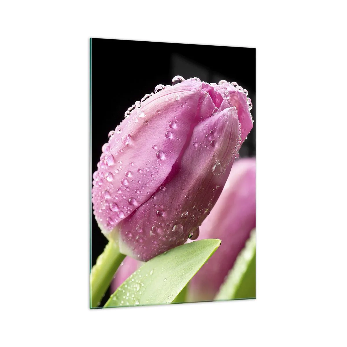 Impression sur verre - Image sur verre - Tulipe rose avec des gouttes d'eau sur fond noir - 70x100cm - Rêve de lilas dans la rosée - Décoration murale moderne pour le salon et la chambre ARTTOR