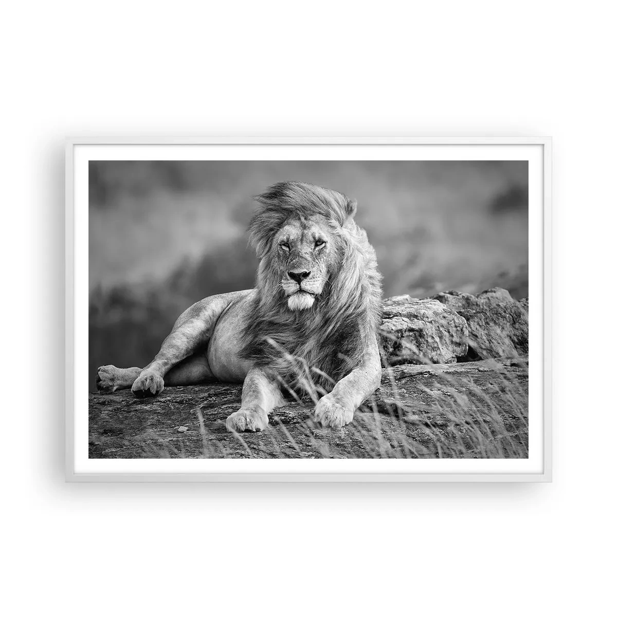 Affiche dans un cadre blanc - Poster - Sieste royale - 100x70 cm