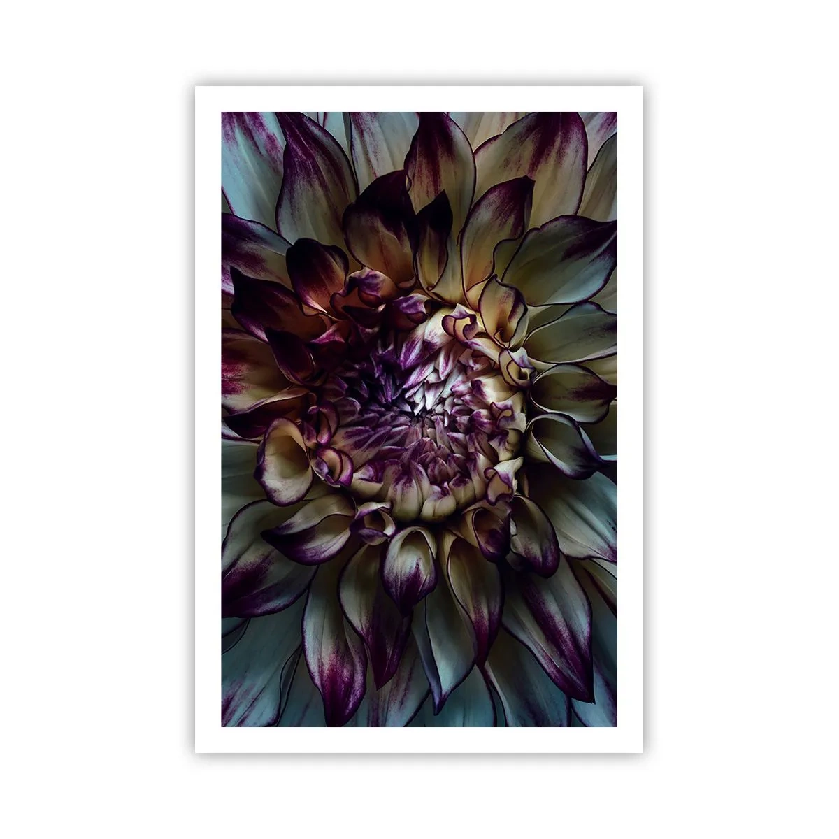 Affiche - Poster - L'apogée de la jeunesse - 61x91 cm