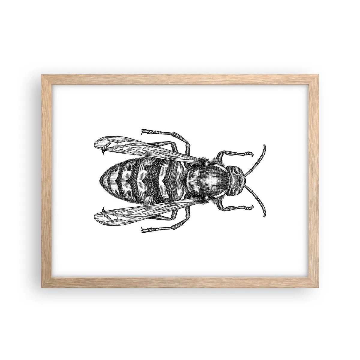 Affiche dans un chêne clair - Poster - D'une planète d'insectes - 40x30 cm