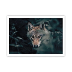 Affiche - Poster - Un loup dans son environnement naturel, regardant depuis les profondeurs de la forêt. - 100x70cm - Chasseur - Décoration murale moderne pour le salon et la chambre ARTTOR