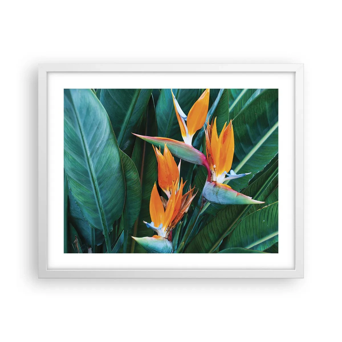 Affiche dans un cadre blanc - Poster - Est-ce une fleur, est-ce un oiseaux? - 50x40 cm