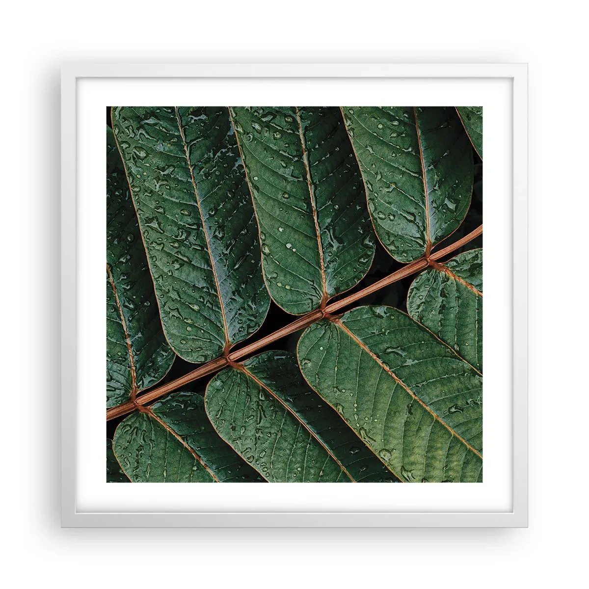 Affiche dans un cadre blanc - Poster - Au rythme de la verdure - 50x50 cm