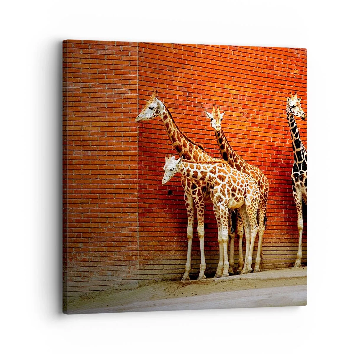 Impression sur toile - Image sur toile - Voyez-vous des acacias ? - 30x30 cm