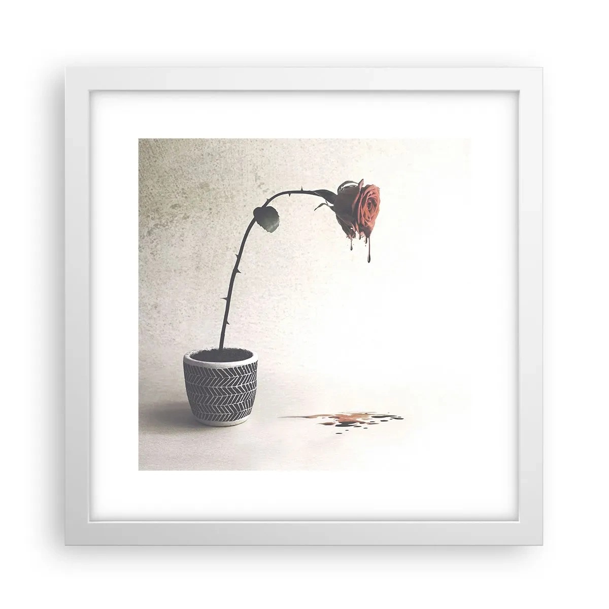 Affiche dans un cadre blanc - Poster - Rosa dolorosa - 30x30 cm