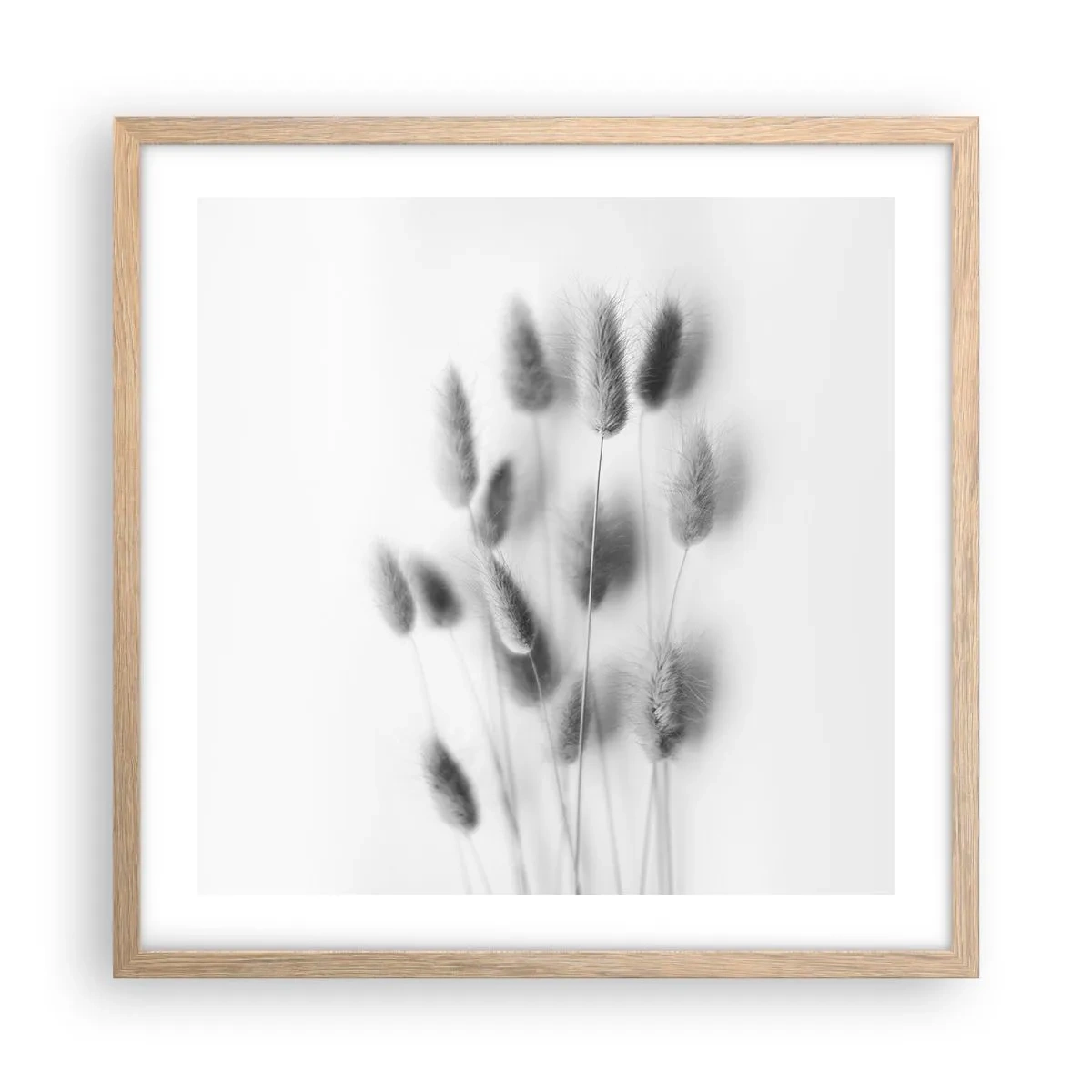 Affiche dans un chêne clair - Poster - Son herbe duveteuse - 50x50 cm