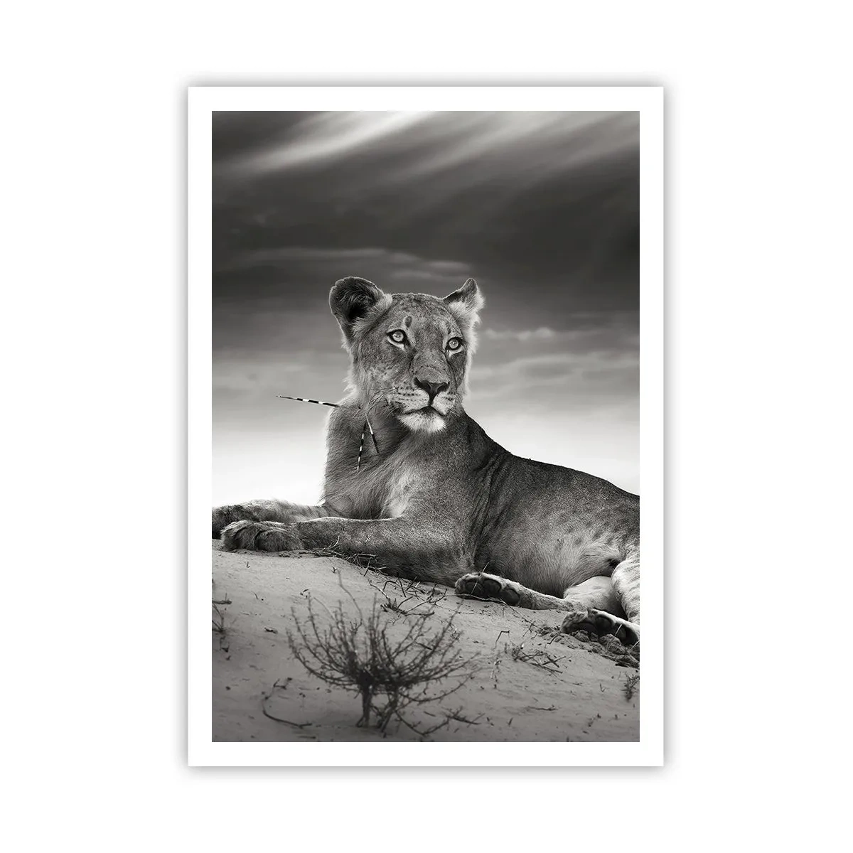 Affiche - Poster - La reine du désert reste - 70x100 cm