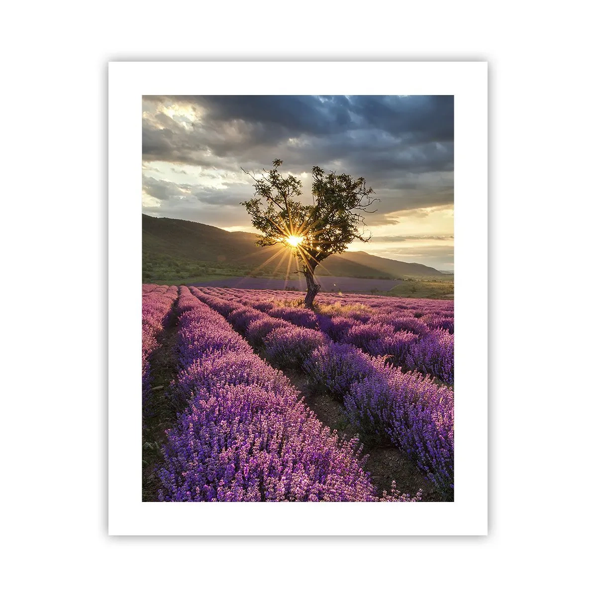 Affiche - Poster - Arôme de couleur lilas - 40x50 cm