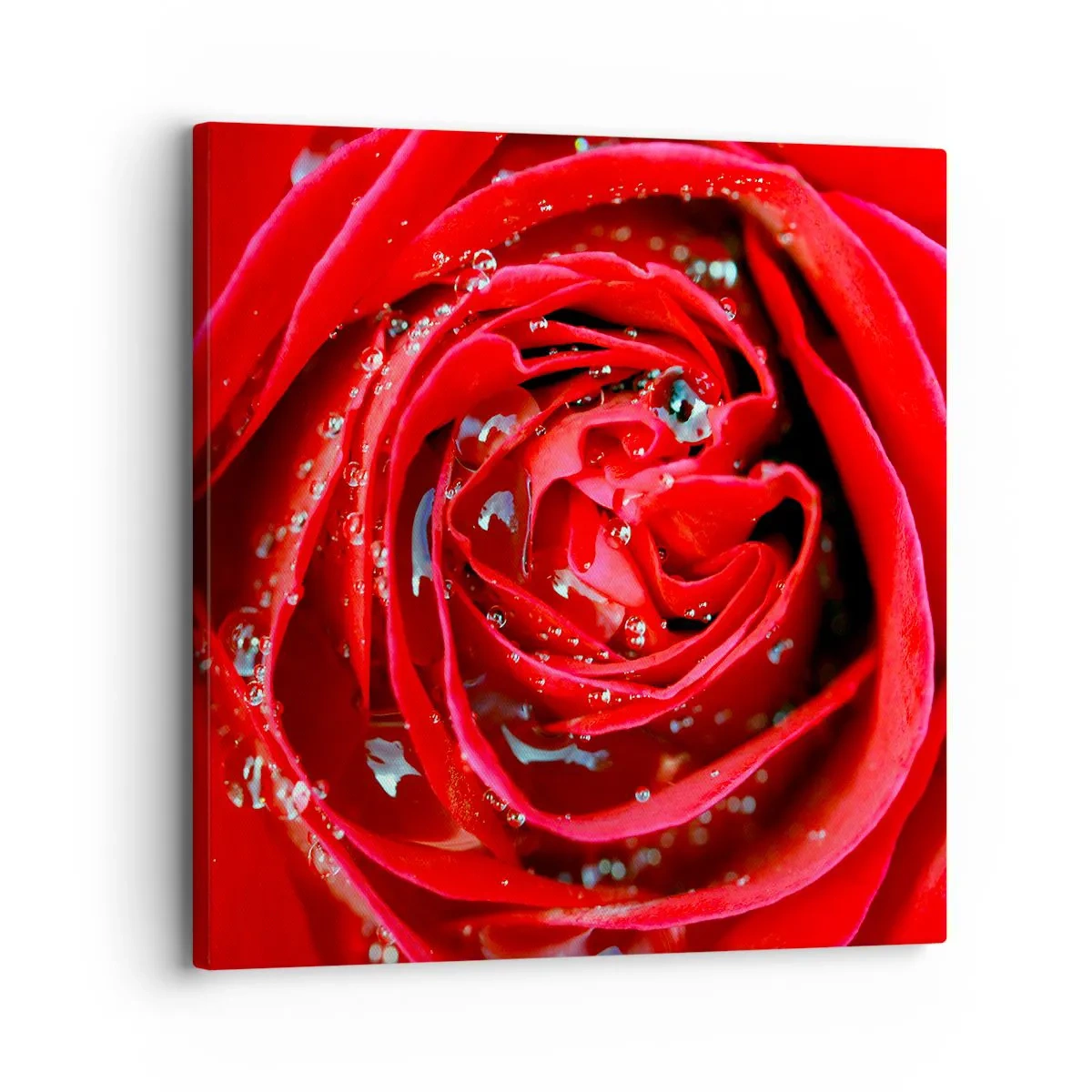 Impression sur toile - Image sur toile - Dans les gouttes de rosée - 30x30 cm