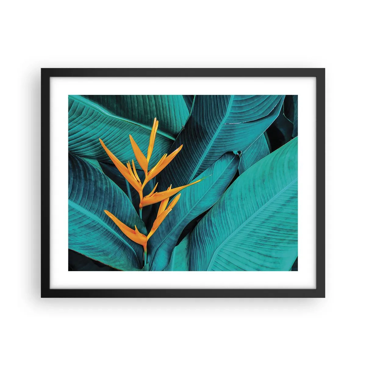 Affiche dans un cadre noir - Poster - Fleur d'Eden - 50x40 cm