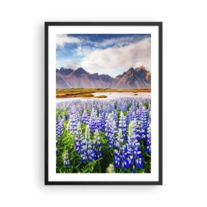 Affiche dans un cadre noir - Poster - Un champ de lupins avec des montagnes en arrière-plan - 50x70cm - La force et l'austérité côtoient la douceur - Décoration murale moderne pour le salon et la chambre ARTTOR