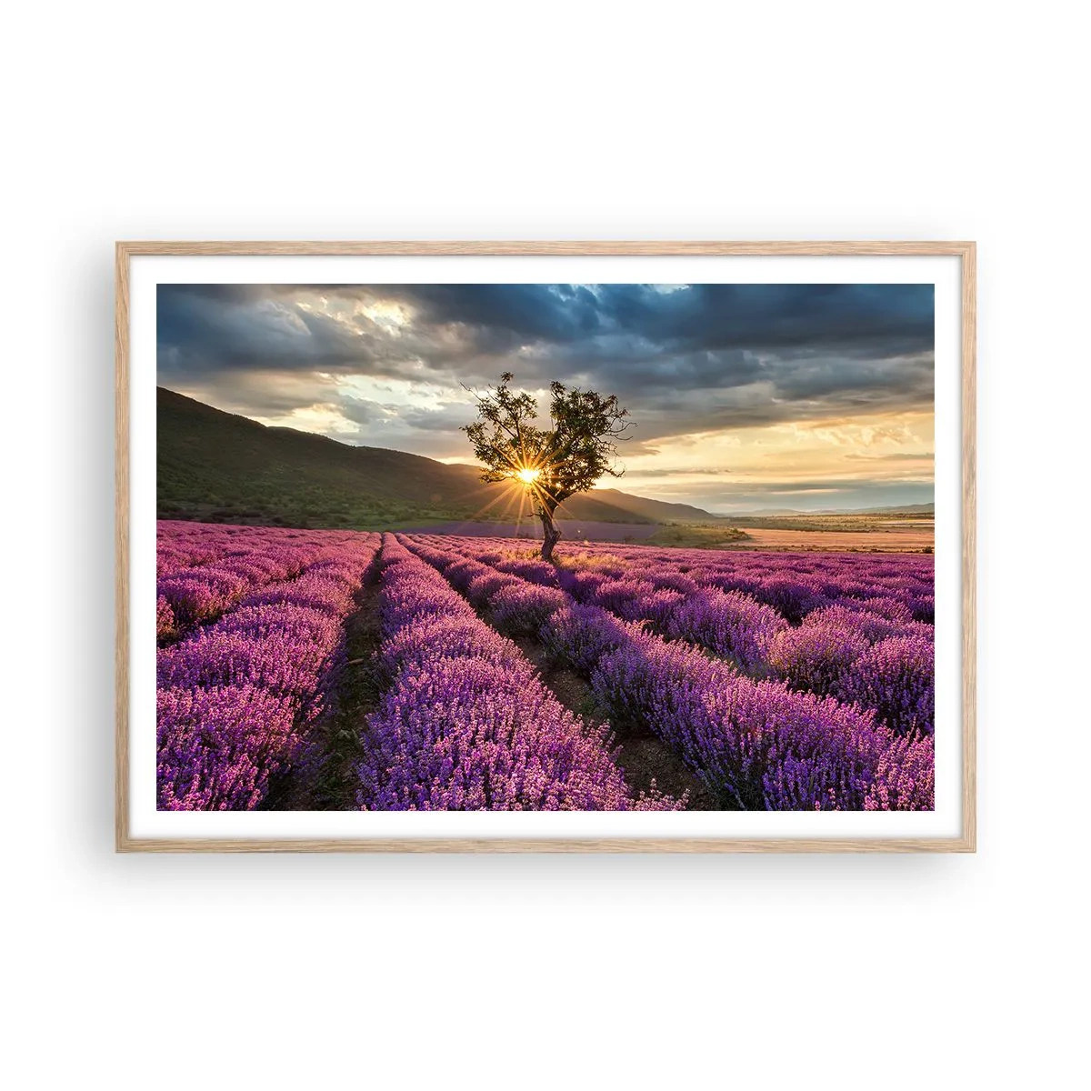 Affiche dans un chêne clair - Poster - Arôme de couleur lilas - 100x70 cm