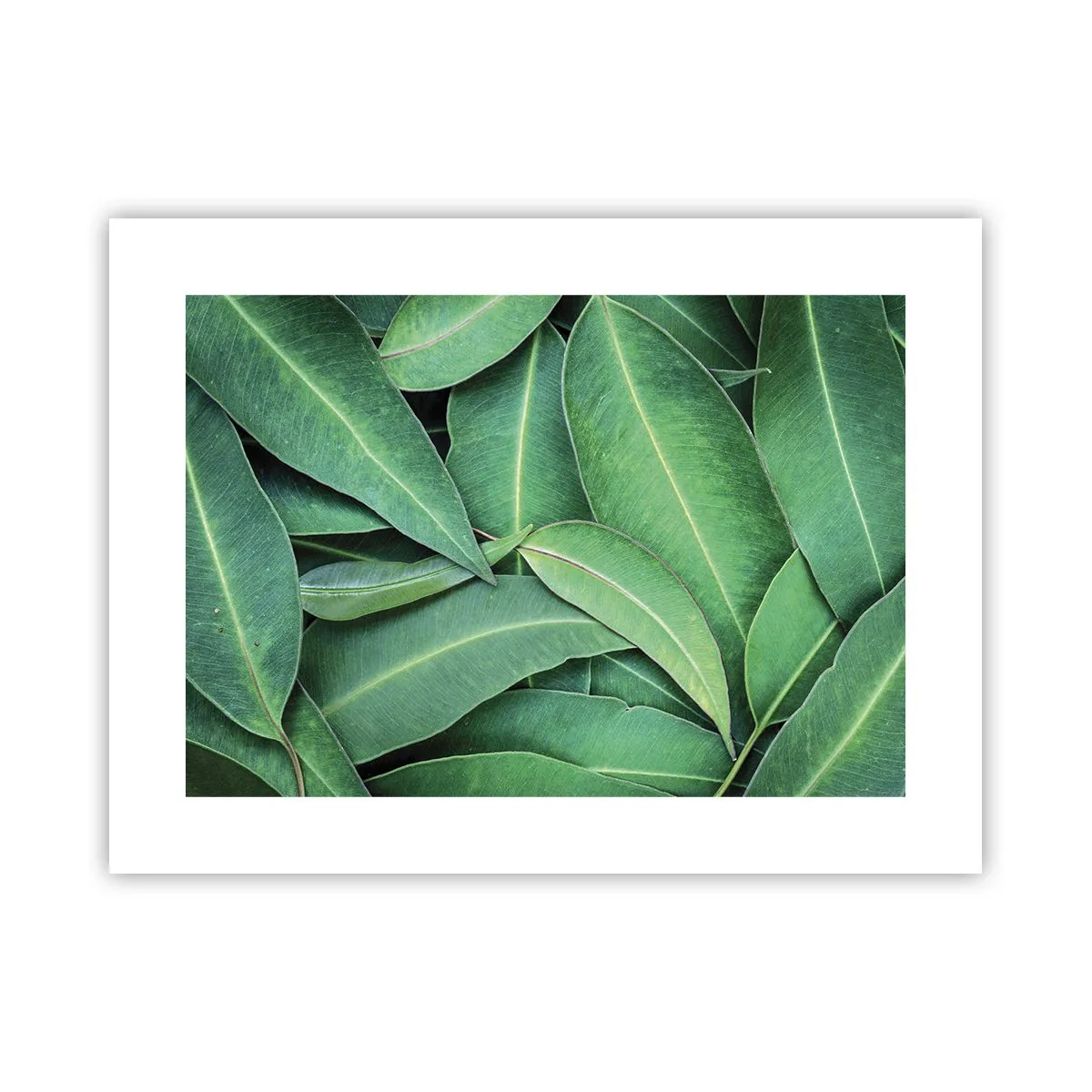 Affiche - Poster - Juteux et frais - 40x30 cm