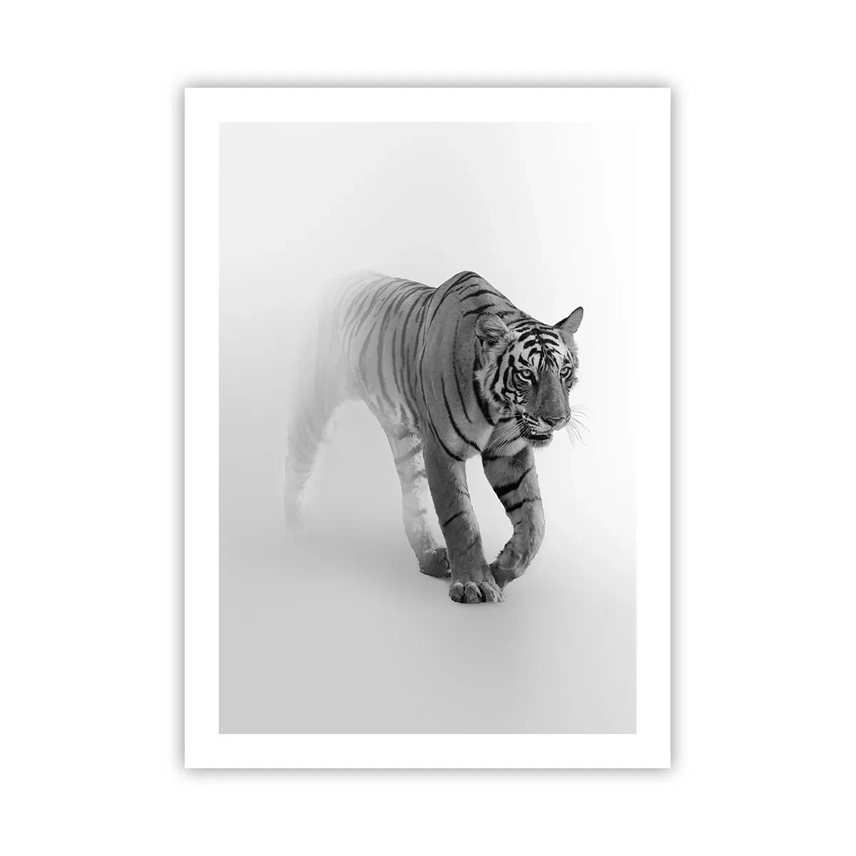 Affiche - Poster - Un tigre noir et blanc émergeant du brouillard - 50x70cm - Accroupi dans le brouillard - Décoration murale moderne pour le salon et la chambre ARTTOR