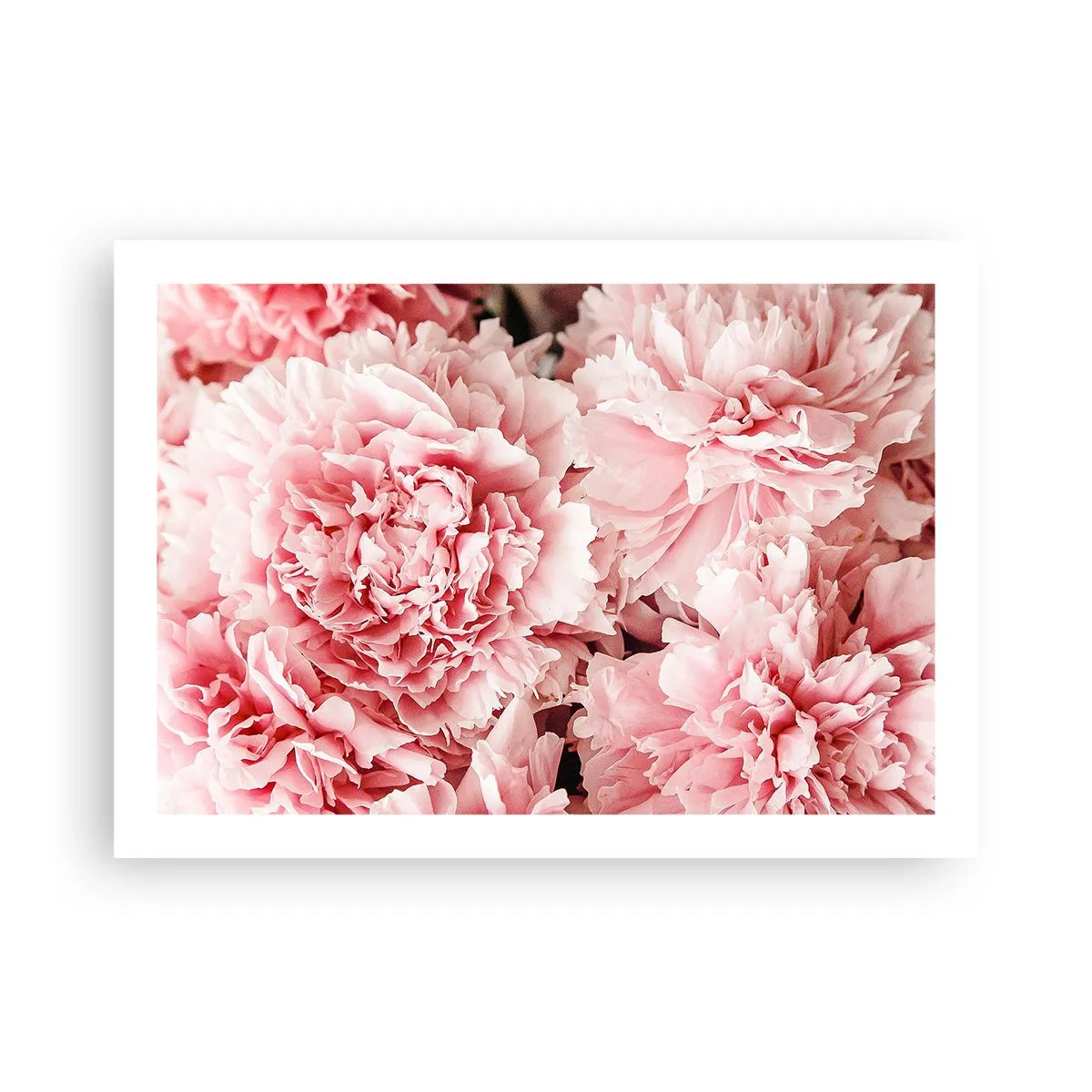 Affiche - Poster - Rêve rose - 70x50 cm
