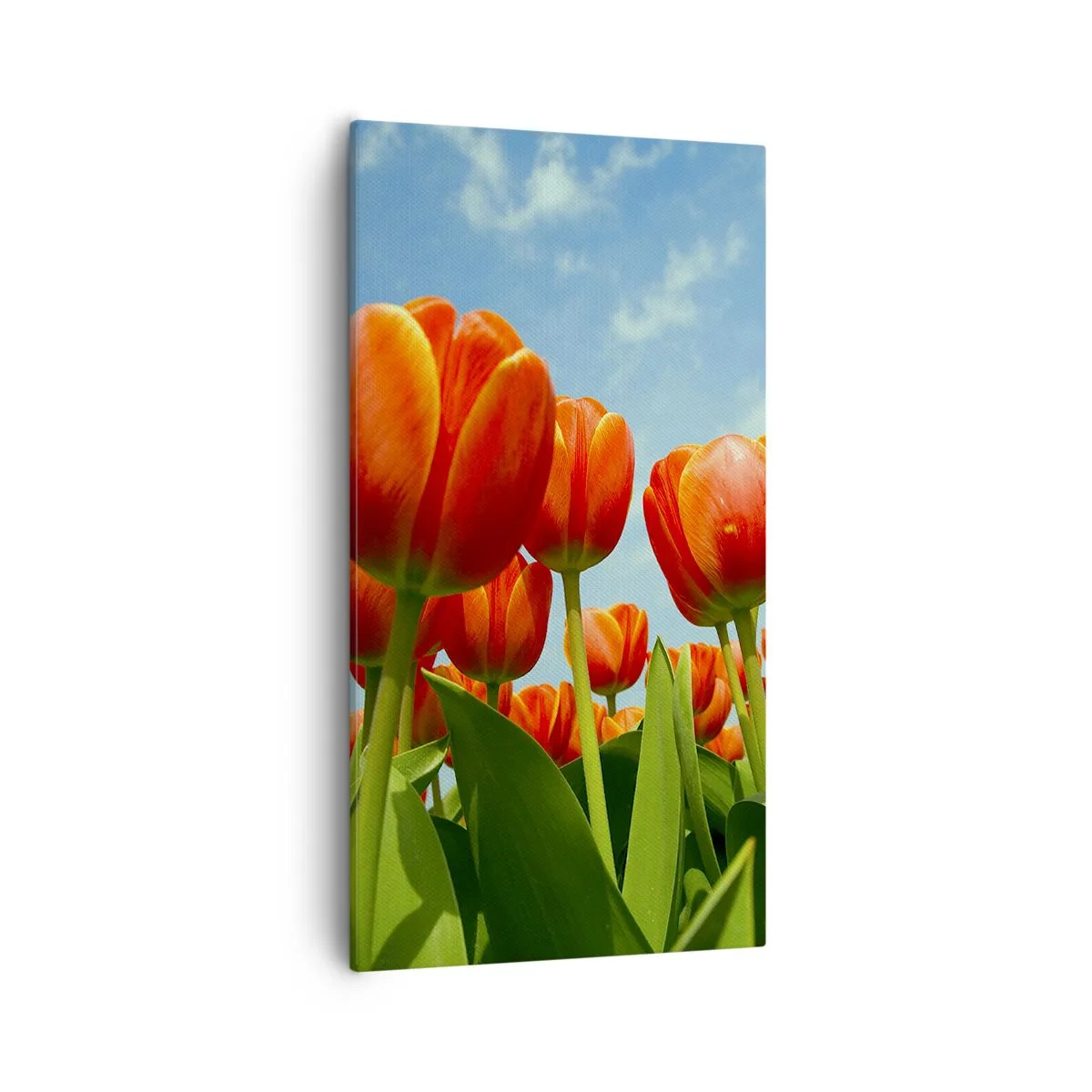 Impression sur toile - Image sur toile - A part le ciel bleu, ils n'ont besoin de rien dans leur vie - 55x100 cm