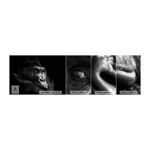 Échantillon de Papier Peint Autocollant Deluxe Sticker - Et qu'est-ce que tu regardes? - Singe, Gorille, Animaux - 100x30 cm