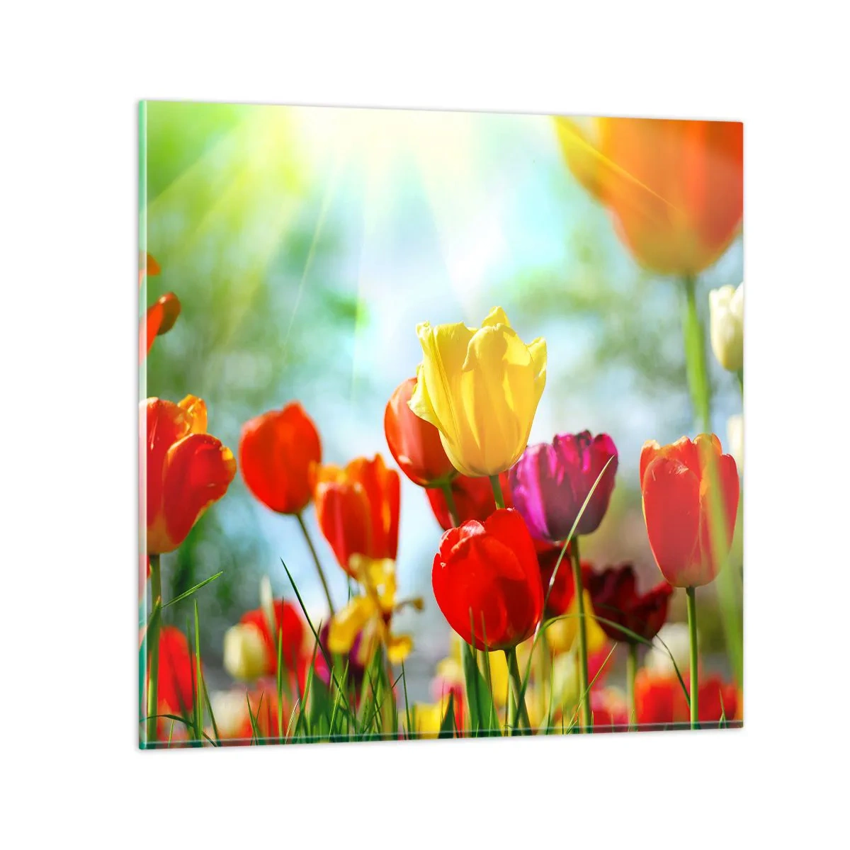 Impression sur verre - Image sur verre - Toutes les couleurs du soleil - 60x60 cm