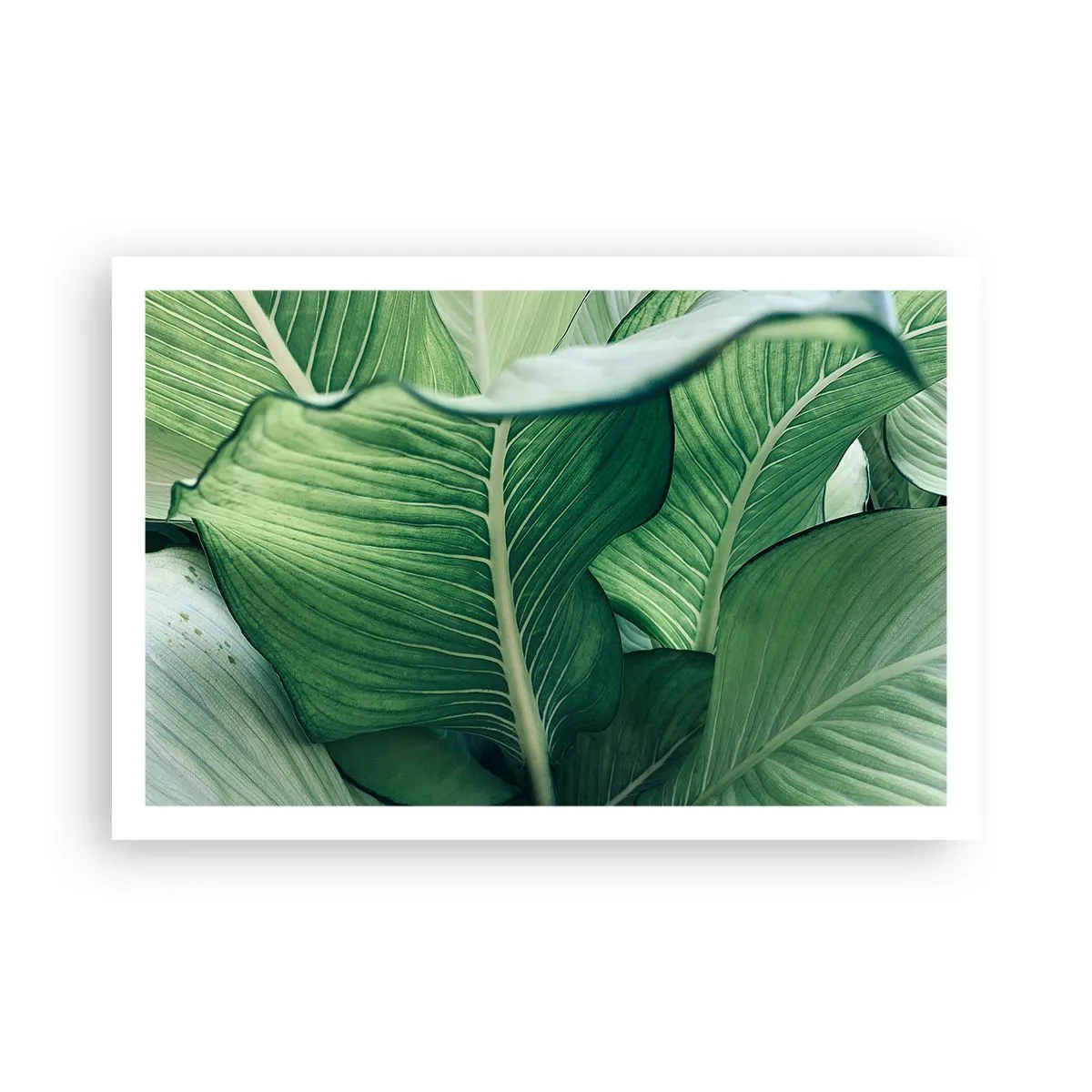 Affiche - Poster - Une vie intensément verte - 91x61 cm