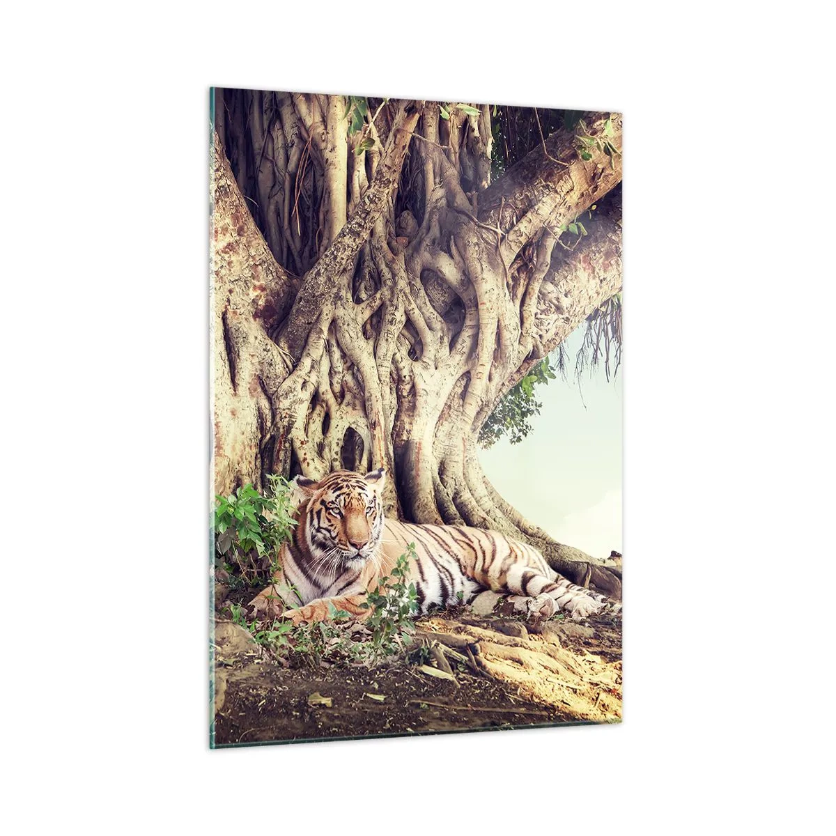 Impression sur verre - Image sur verre - Un tigre couché sous un arbre étendu dans la jungle - 50x70cm - Vue du Livre de la Genèse - Décoration murale moderne pour le salon et la chambre ARTTOR