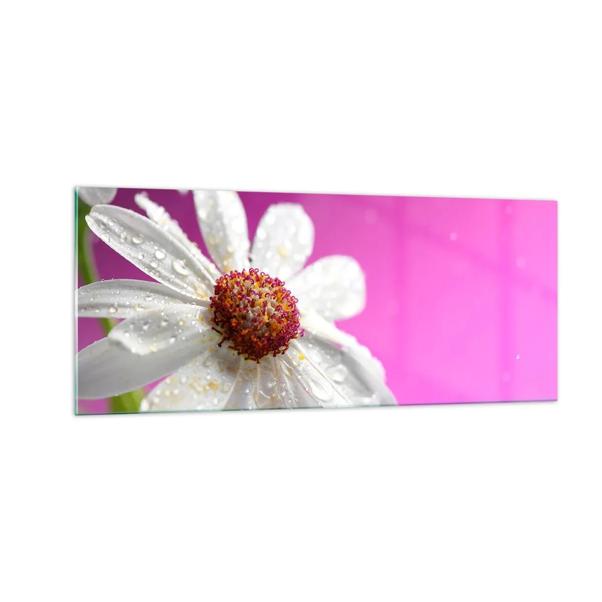 Impression sur verre - Image sur verre - Modeste dans sa beauté - 100x40 cm