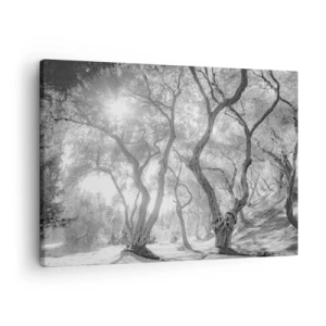 Impression sur toile - Image sur toile - Vue en noir et blanc d'arbres dans une oliveraie avec des rayons de soleil - 70x50cm - Dans l'oliveraie - Décoration murale moderne pour le salon et la chambre ARTTOR