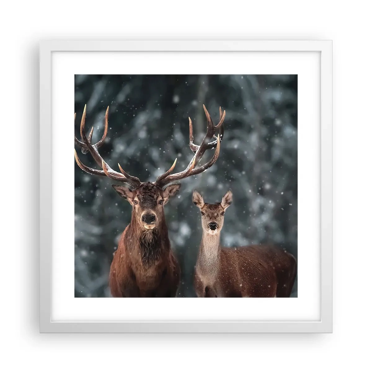 Affiche dans un cadre blanc - Poster - Le roi de la forêt avec sa femme - 40x40 cm