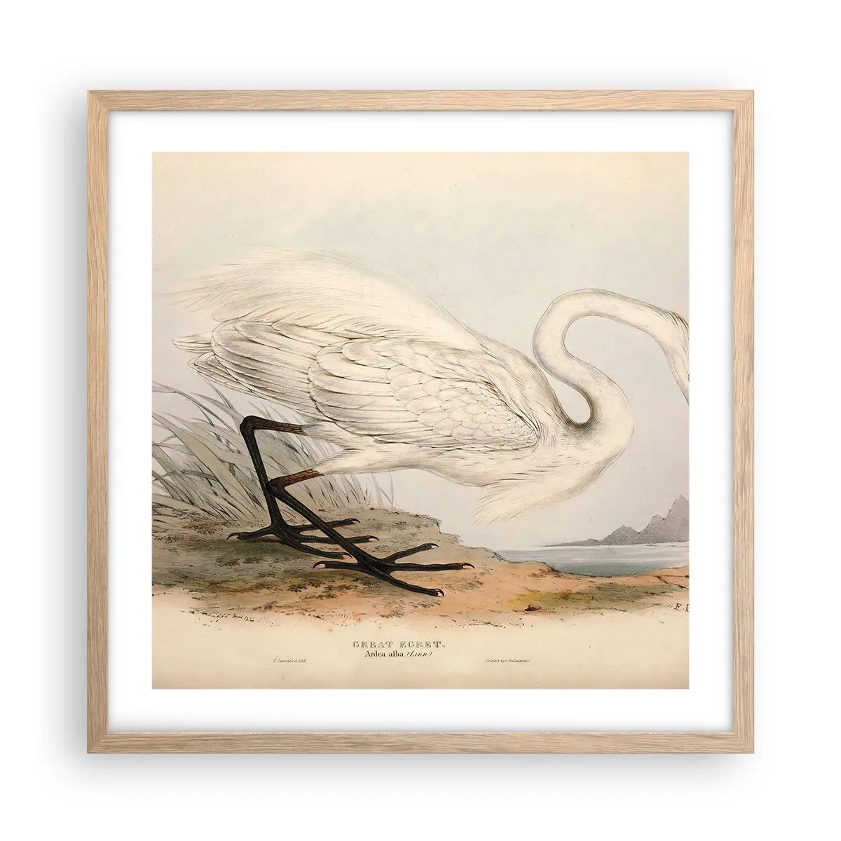 Affiche dans un chêne clair - Poster - Dame sur les joncs - 50x50 cm