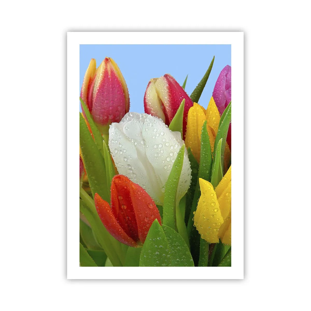 Affiche - Poster - Tulipes colorées avec des gouttes de rosée sur leurs pétales - 50x70cm - Un arc-en-ciel fleuri en gouttes de rosée - Décoration murale moderne pour le salon et la chambre ARTTOR