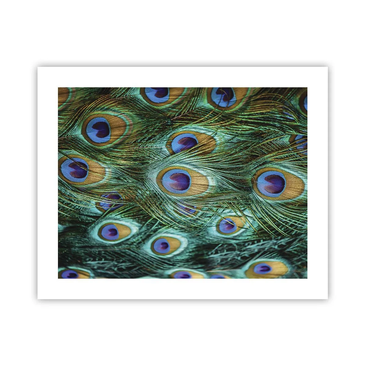 Affiche - Poster - Un regard de paon - 50x40 cm