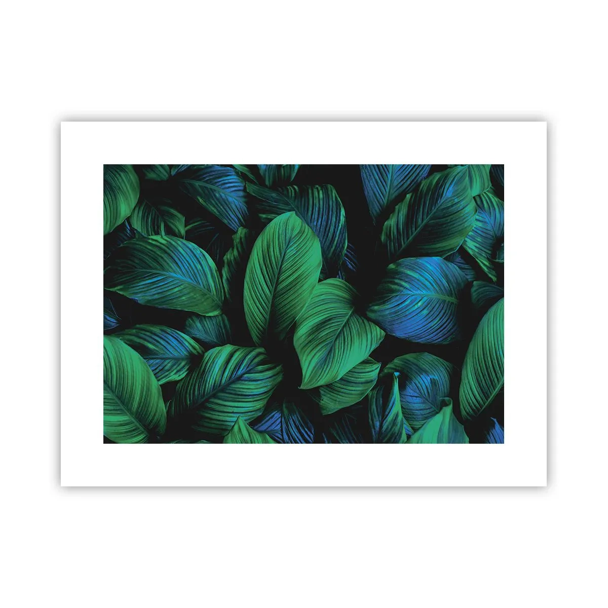 Affiche - Poster - Dans la foule verte - 40x30 cm