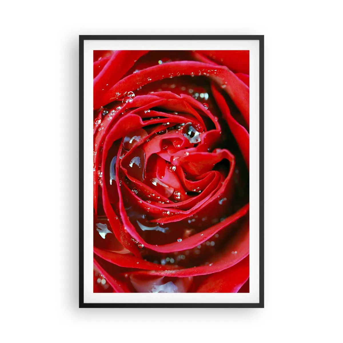 Affiche dans un cadre noir - Poster - Dans les gouttes de rosée - 61x91 cm