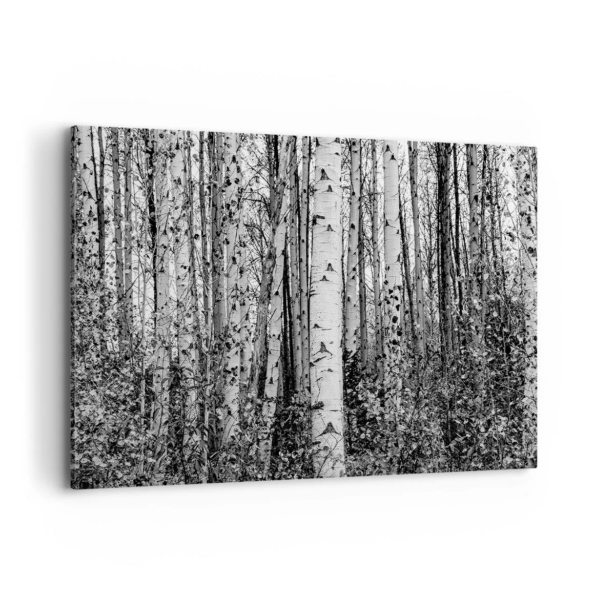 Impression sur toile - Image sur toile - Bouleaux noirs et blancs dans la forêt - 100x70cm - Enchevêtrement de bouleau - Décoration murale moderne pour le salon et la chambre ARTTOR