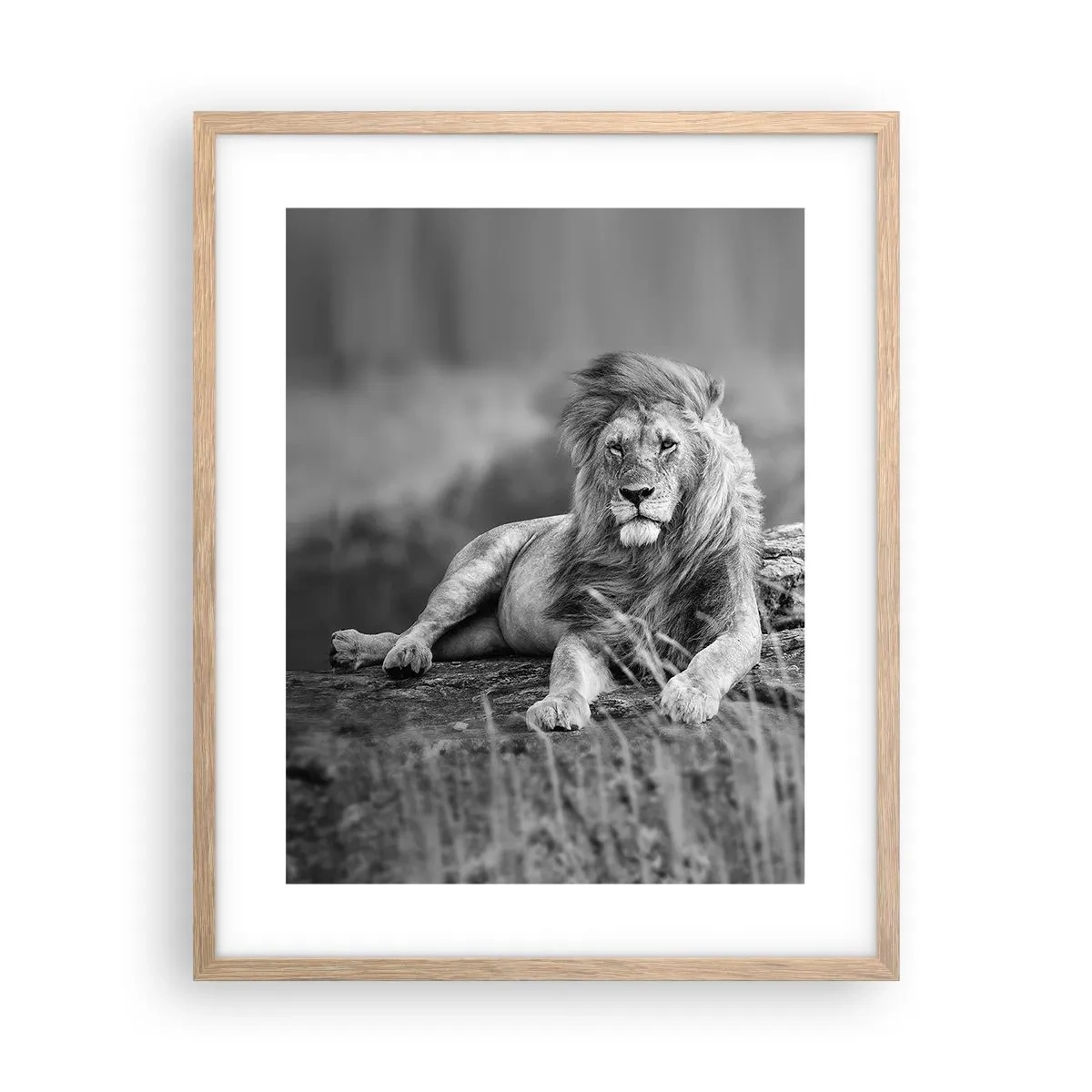 Affiche dans un chêne clair - Poster - Sieste royale - 40x50 cm