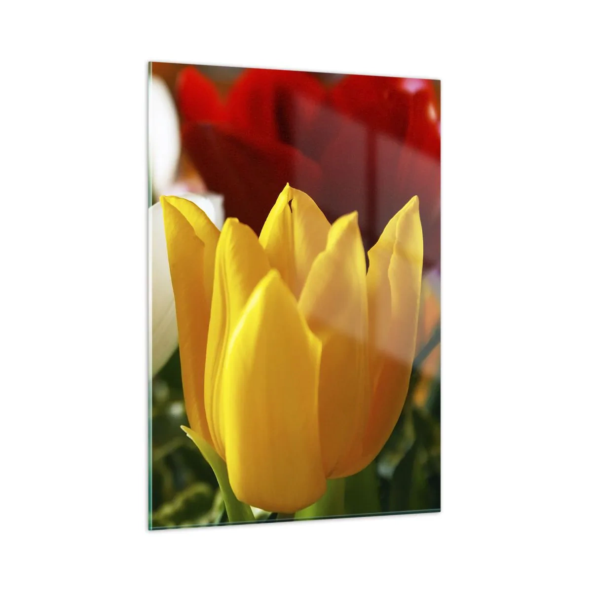 Impression sur verre - Image sur verre - Gros plan de tulipes colorées - 50x70cm - La fièvre des tulipes - Décoration murale moderne pour le salon et la chambre ARTTOR