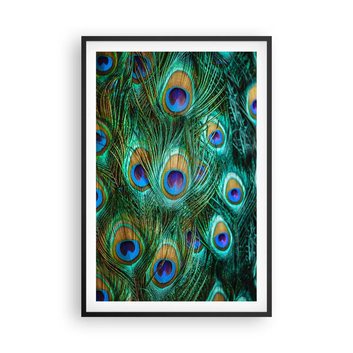Affiche dans un cadre noir - Poster - Un regard de paon - 61x91 cm