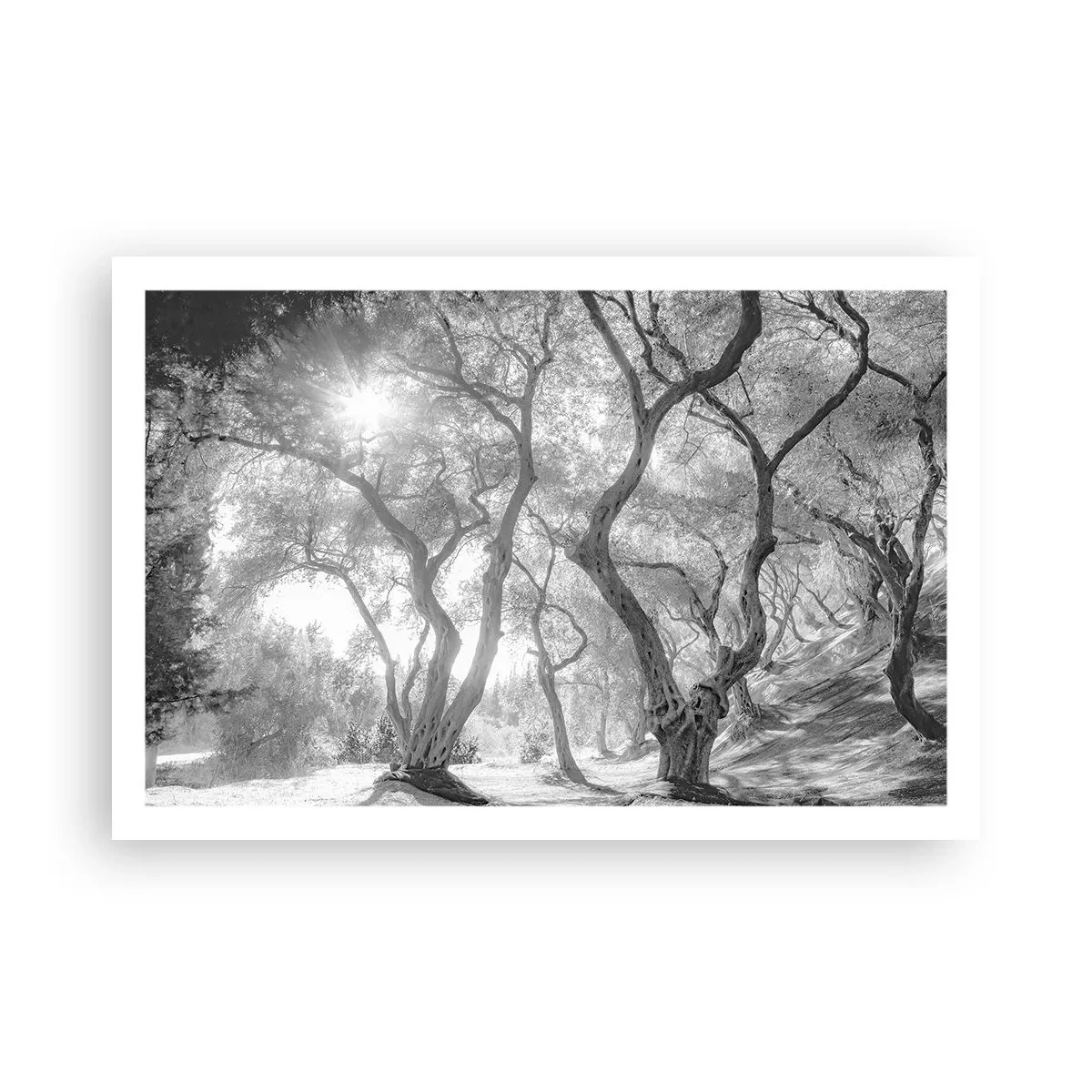 Affiche - Poster - Dans l'oliveraie - 91x61 cm