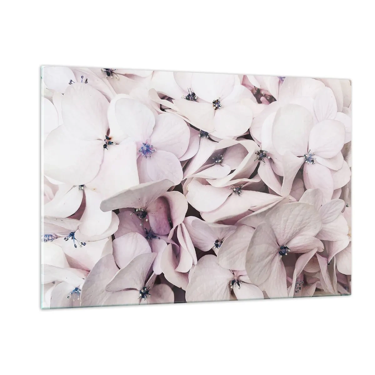 Impression sur verre - Image sur verre - Hortensias rose clair délicats en gros plan - 120x80cm - Dans un flot de fleurs - Décoration murale moderne pour le salon et la chambre ARTTOR